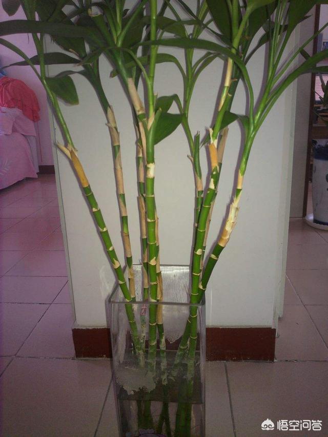 富贵竹的种植方法及注意事项:盆栽土培的富贵竹应该怎么养活？