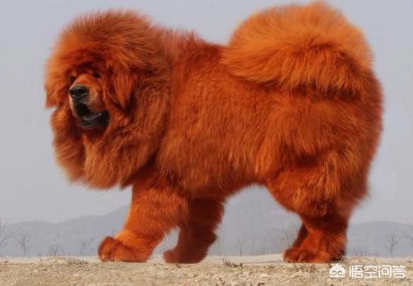 央视高加索犬vs藏獒:关于高加索犬和藏獒谁能打？