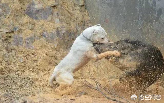 央视高加索犬vs藏獒:关于高加索犬和藏獒谁能打？