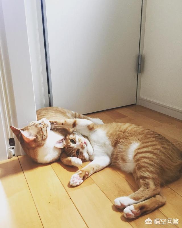 猫训练:猫训练教程 猫主子该如何学会训练可爱的猫咪？