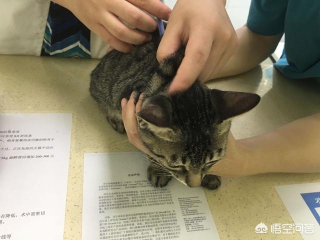 如何避免猫传腹:怎么做可以让自己的猫咪活的更长久？