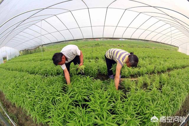 头条问答 空心菜春季如何栽培可高产 怎样采收 付老师种植技术团队的回答 0赞
