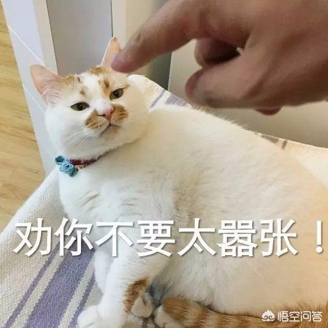 不爽猫表情包:假如你的猫不理你，你会干什么？