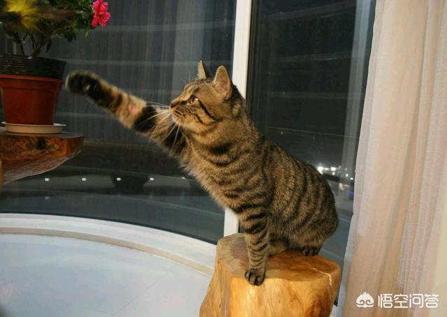 纯种猫有哪些种类呢？