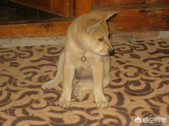 中华田园犬图片简笔画:想养好中华田园犬，要做到哪些事情？