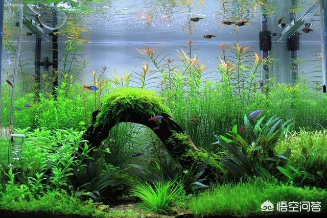 热带淡水观赏鱼的种类图片:养哪种热带观赏鱼水中风景最秀美？