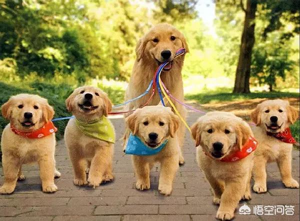 人和狗分开之后，狗狗还会记得以前的主人吗？插图