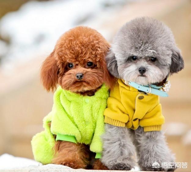 人和狗分开之后，狗狗还会记得以前的主人吗？插图1