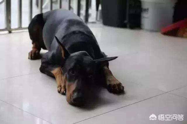 人和狗分开之后，狗狗还会记得以前的主人吗？插图7