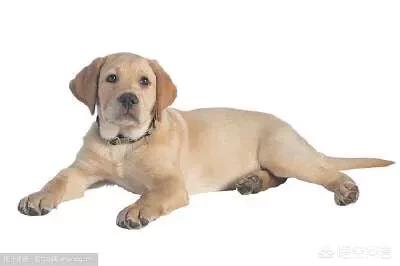 人和狗分开之后，狗狗还会记得以前的主人吗？插图13