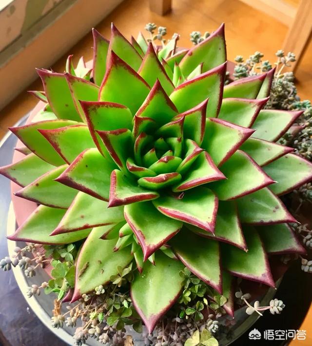 头条问答 - 多肉植物魅惑之宵怎么养护?(4个回答)