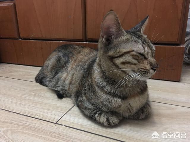我们说好的 辅猫:喂了很多天的流浪猫会记得你吗？
