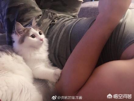 搓手猫卖萌惹人怜:你家猫有什么特别的撒娇卖萌的方式？