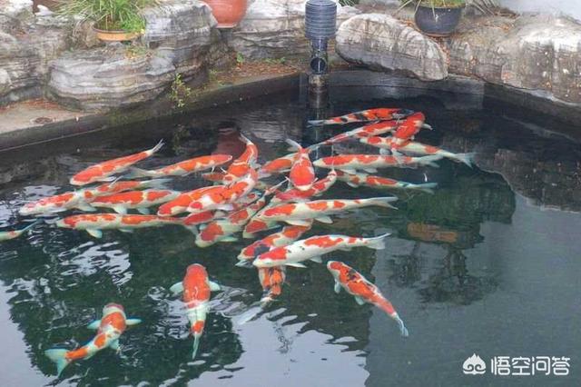 锦鲤养殖技术视频:锦鲤能在水族箱里养殖吗，怎么养比较好？