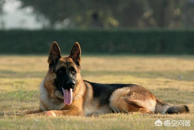 产自中国四大家庭护卫犬:我国哪种狼犬杀伤性最强？为什么？