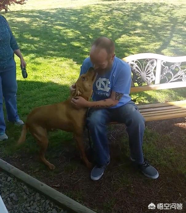 人和狗分开之后，狗狗还会记得以前的主人吗？插图28