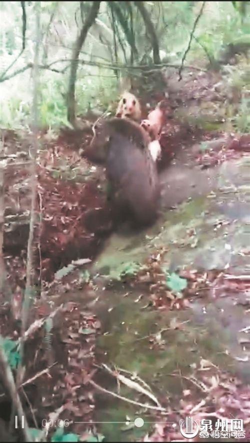 最凶猛的狗和野猪打架:泉州洛江村民家的家狗出战野猪，两死四伤，你怎么看？