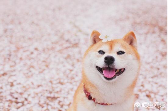 呆萌哈士奇高清手机壁纸:养柴犬、二哈、金毛、拉布拉多、牧羊犬哪种好？