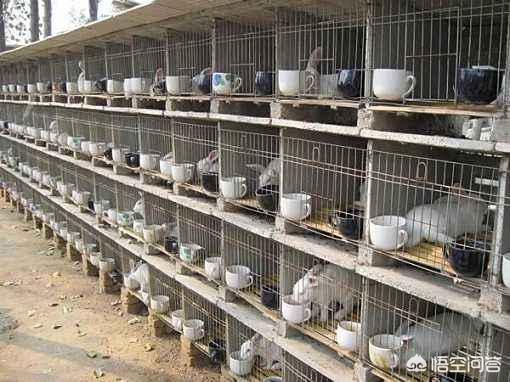 兔用碗式饮水器:没有兔粮和干草该用什么喂兔子？