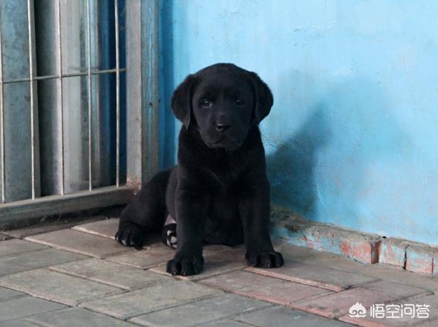拉布拉多价格:拉布拉多幼犬好养吗？价格怎么样？