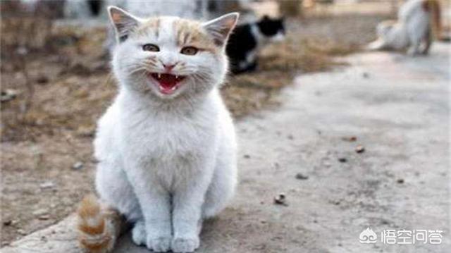 猫粮推荐:用什么猫粮喂流浪猫比较好？ 猫粮推荐排行榜