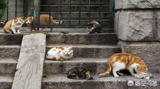 流浪小猫吃什么:流浪猫吃什么猫粮好 应该给流浪猫喂食什么呢？