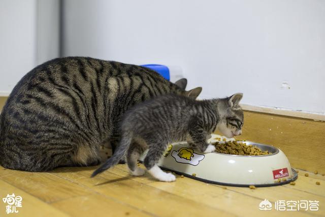 超萌猫咪动态图片:自己一手养大的猫突然有一天被送人了是一种什么样的体验？