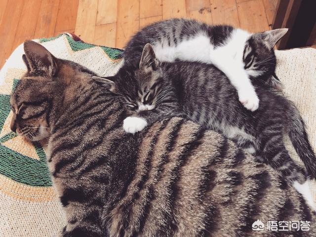 超萌猫咪动态图片:把猫咪单独关在家，猫咪会做什么？