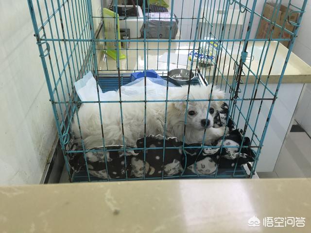 收养流浪猫:家里有“原住民”，可以再收养流浪猫吗？