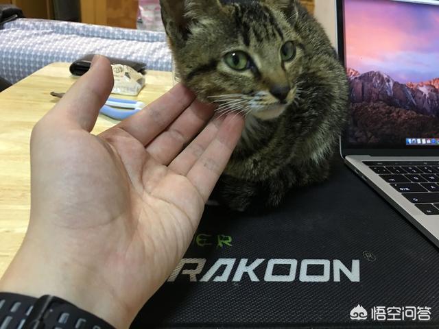 收养流浪猫:家里有“原住民”，可以再收养流浪猫吗？