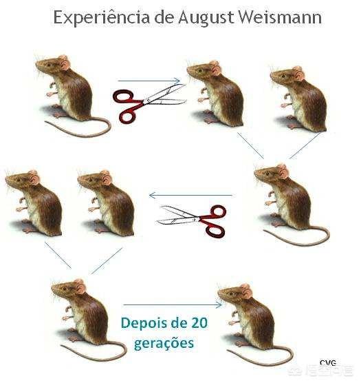 如果把昆虫放在一个氧气含量高的地方繁殖多代后代体型会增长吗