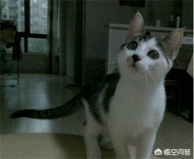田园猫的寿命一般多长:中华田园猫的寿命为什么那么短？