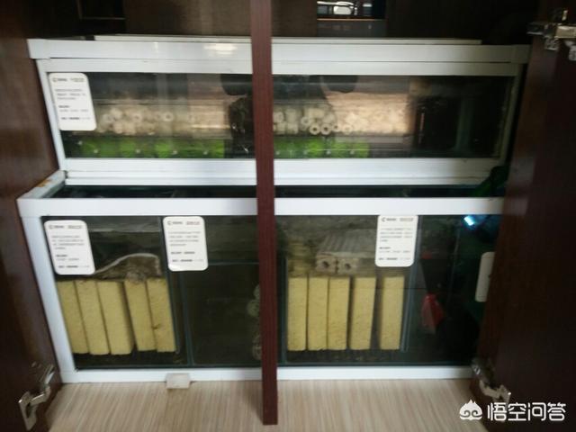 热带鱼养什么鱼吃鱼屎:热带鱼什么鱼最好养 如何简单快速的清理鱼缸中鱼的粪便？