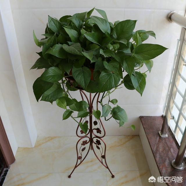 室内吊兰叶子发黄:绿萝和吊兰叶子发黄是缺肥还是怎么回事？