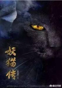 宠物的灵异事件:你和宠物之间有哪些不可思议的小故事？