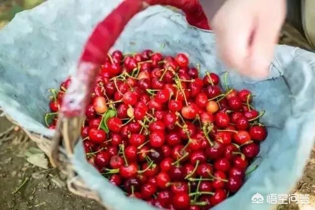 白鹿原樱桃(白鹿原樱桃谷)