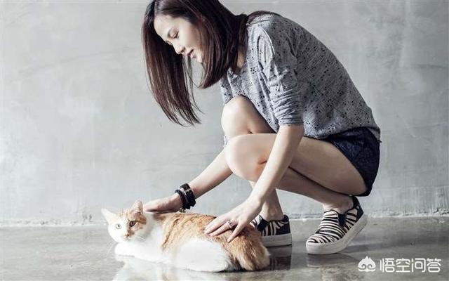 大学自习室贪睡母女猫走红:爱猫的女孩做过什么疯狂的事情？