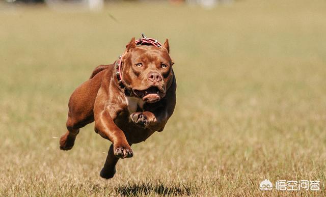 央视高加索犬vs藏獒:关于高加索犬和藏獒谁能打？