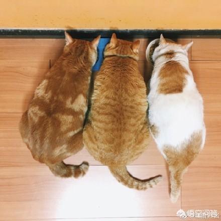 梦见喂猫吃东西,猫会把经常喂它的人当成主人吗？