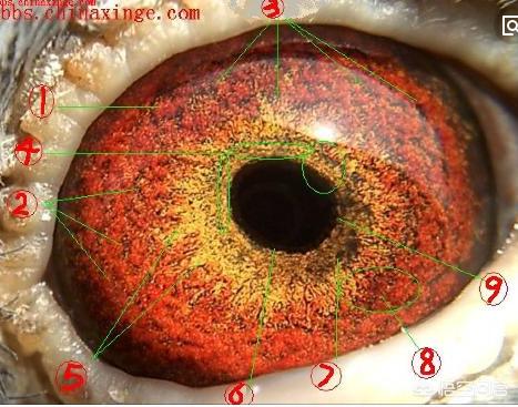 快速信鸽眼砂:鸽子一般都是金眼配对，出了一对沙眼一个金眼，那么沙眼该如何？