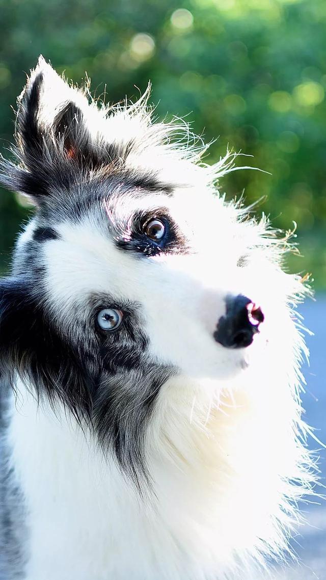 标准波音达猎犬图片:波音达和蓝斑猎犬是一个品种吗？