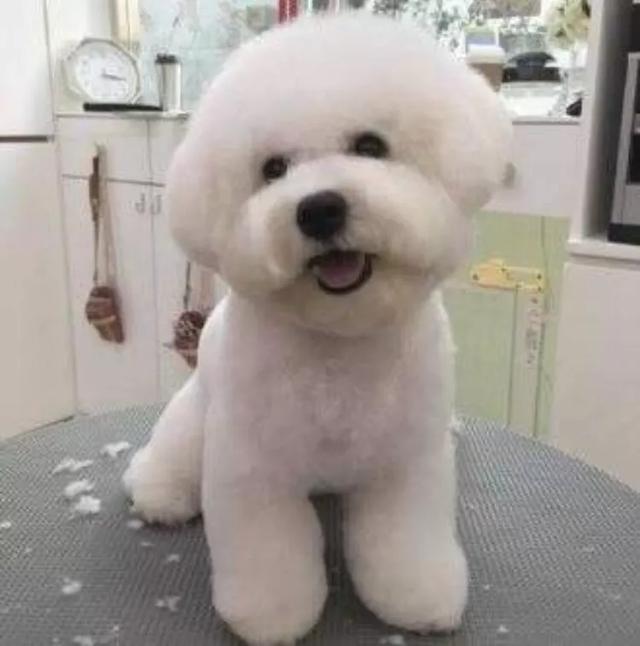 八哥犬幼犬什么时候打疫苗:刚出生的狗狗应该什么时候打疫苗？应该打什么疫苗？ 巴哥犬的第二针疫苗超了一个月