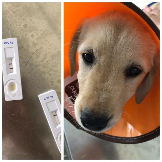 八哥犬幼犬什么时候打疫苗:刚出生的狗狗应该什么时候打疫苗？应该打什么疫苗？ 巴哥犬的第二针疫苗超了一个月