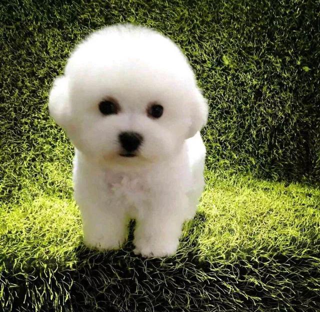 八哥犬幼犬什么时候打疫苗:刚出生的狗狗应该什么时候打疫苗？应该打什么疫苗？ 巴哥犬的第二针疫苗超了一个月