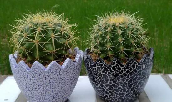 金琥的花语:金琥如何养护才能长得更好？ 金琥的寓意是什么