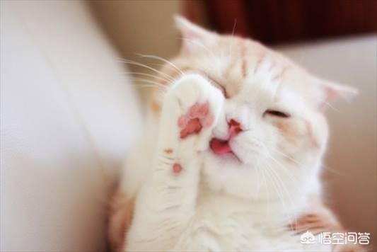 挪威森林猫的叫声:猫咪上完厕所经常带出猫砂来怎么办？