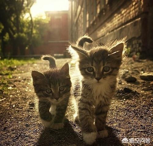 挪威森林猫的叫声:猫咪上完厕所经常带出猫砂来怎么办？