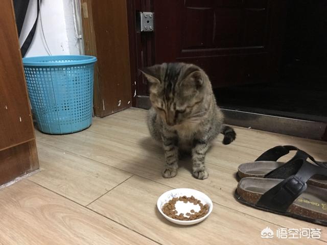 收养流浪猫:家里有“原住民”，可以再收养流浪猫吗？