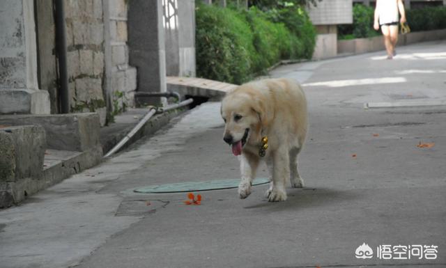 拉布拉多三狗组被小主人偷摸带跑:狗狗自己跑出去会回来吗？