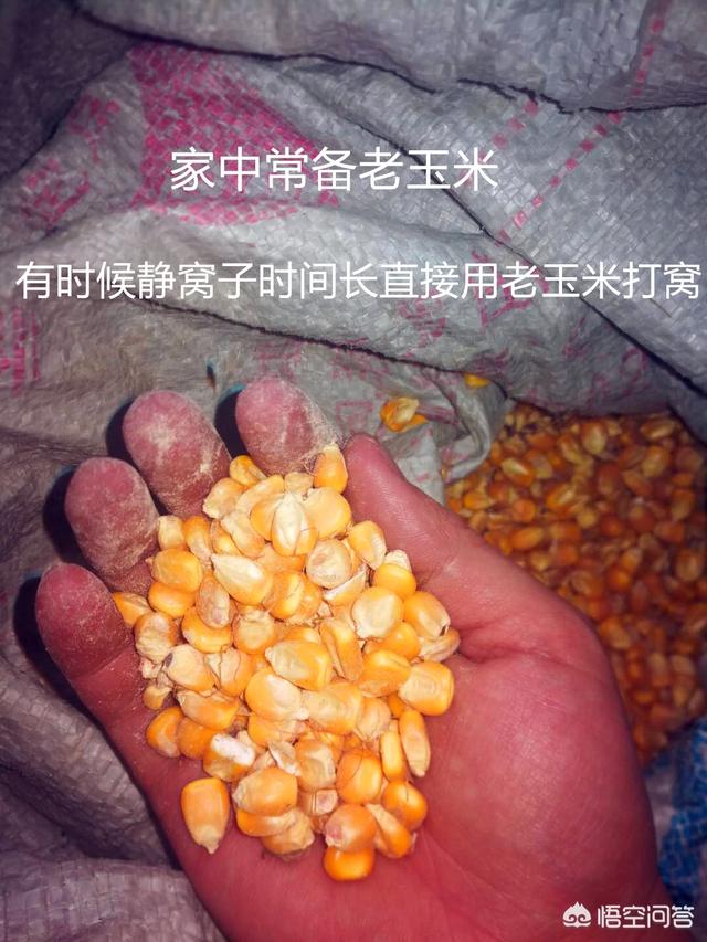 翠青蛇吃不吃红蚯蚓:为什么感觉钓鱼时，流水的河鱼不吃蚯蚓？ 翠青蛇不吃蚯蚓是怎么回事